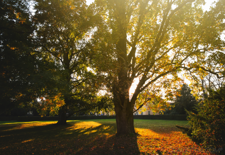 Tree in soft sunlight with leaves shifting from green to brown